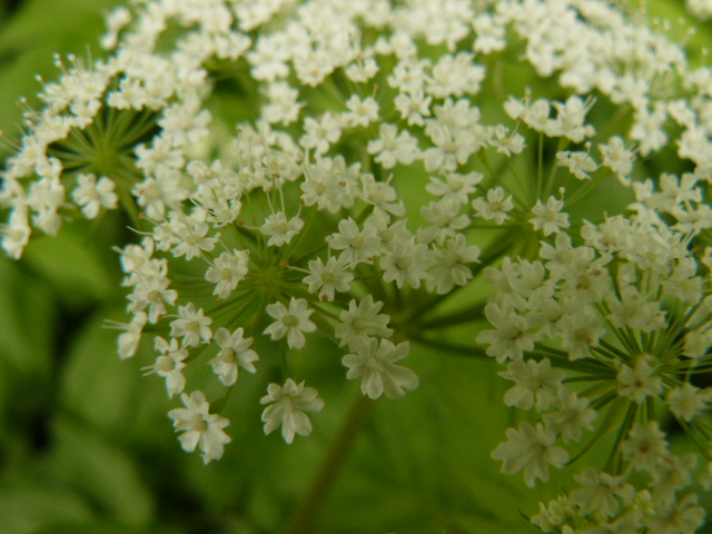 Chaerophyllum hirsutum / Cerfoglio irsuto